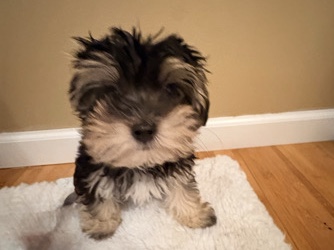 Maltipoo – Adorable Maltipoo/morkie Puppy for Sale – 11 Weeks Old in Rockford – Rockford