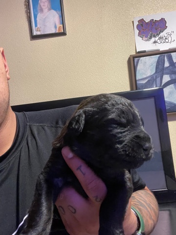 German Rottweiler mix standard poodle puppies