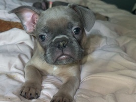 French Bulldog – Frenchies – Hartford