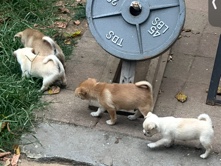 Chihuahua – chihuahua
