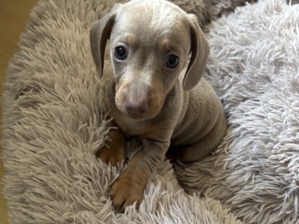 Dachshund – miniature daushand – Hornchurch