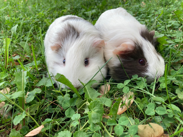 Any – 2 Guinea pigs