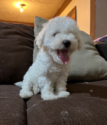 Maltipoo Boy