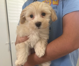 Maltipoo – Maltipoo 10 Weeks – Fort Lauderdale