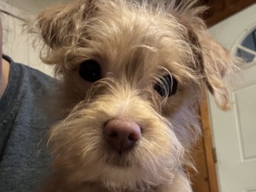 Poodle – 14 week old chipoo – Little Rock