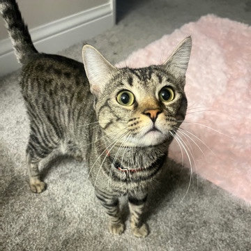 American Shorthair – 1 year old male kitty