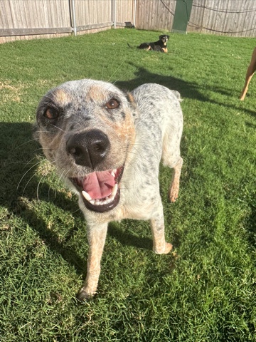 Australian Cattle Dog – Heeler Rehome