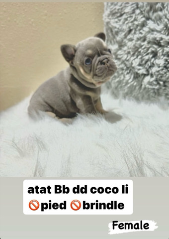 French Bulldog – Micro Frenchie Pups