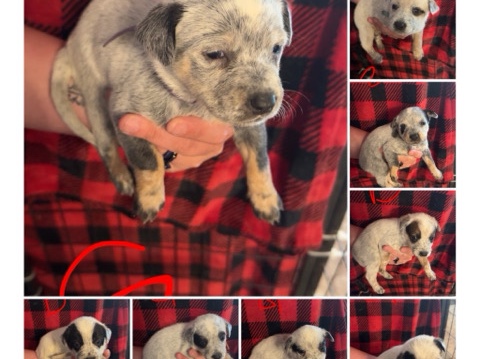 Blue/Red healer puppies! – Burgettstown