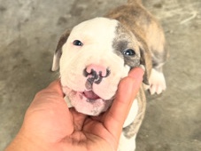 American Pit Bull Terrier – Baby Boy Pitbull - Blue Eyes – Los Angeles
