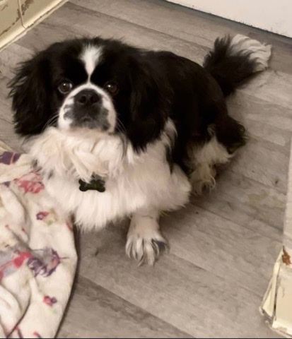 I’m Rocky, I need a new home.