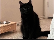 British Longhair – Kitty needing rehome – Montgomery