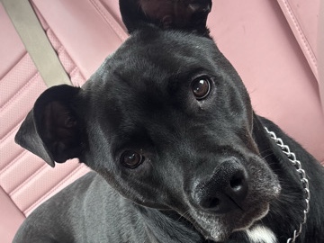 American Pit Bull Terrier – Looking for a loving home for Ash – Charlotte