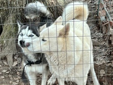 Siberian Husky – Husky Pups looking for furever homes!🖤 – Lincolnton