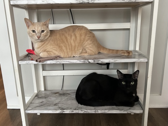 Rehome as soon as possible – White Bluff