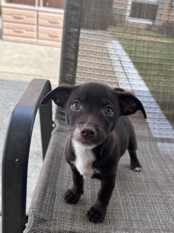 Chihuahua – Chihuahua Min Pin