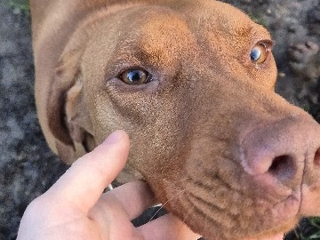 Image of Braque Francais