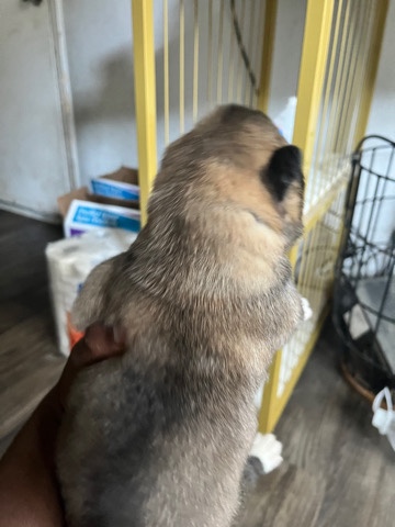 Akita – American Akitas