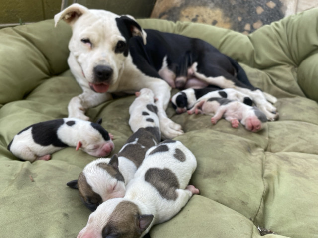 Bull and Terrier -  Indigenous, Tribal Bullies available for adoption in Memphis