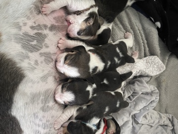 🏡 KC Registered Beagle Puppies – Ready for Their Forever Homes 🐾