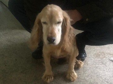 English Cocker Spaniel – Cocker spaniel.