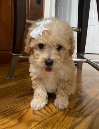 Poodle β Bella π (Maltipoo)