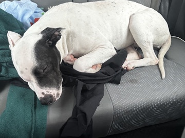American Pit Bull Terrier – pit/Lab mix – Pell City