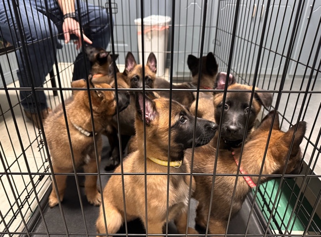 Belgian Shepherd Dog (Malinois) – Begian Malinois Puppies