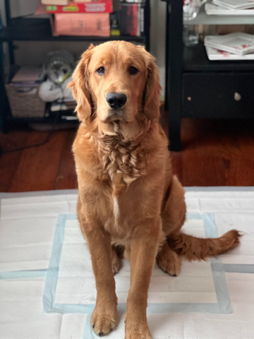 Golden Retriever – Needs a new loving home!