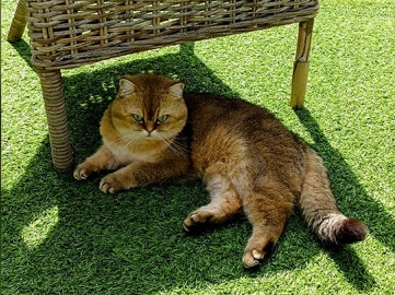 British Shorthair – *Updated Listing* TICA Registered Golden Chinchilla British Shorthair Male Cat with Equipment included (see description) – Uxbridge