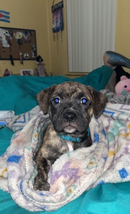 American Pit Bull Terrier – for sale