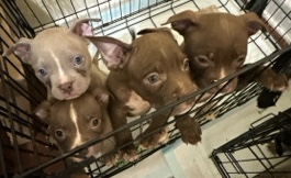 American Pit Bull Terrier – American Bully