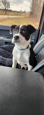 Tony the dog – Youngstown