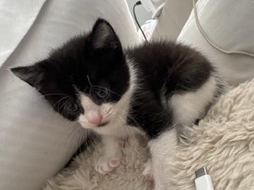 Arlo – Tuxedo Kitten – New Orleans