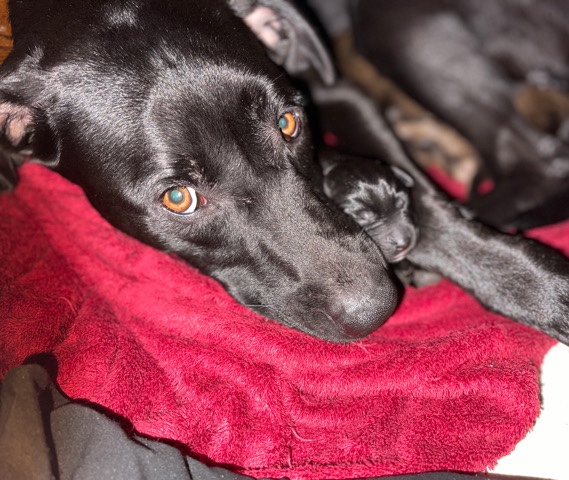 Labrador Retriever – Black Labrador/Mix