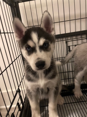 Siberian Husky – Female Husky for sale