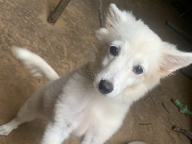 Pomeranian – pomeranian – Patiala