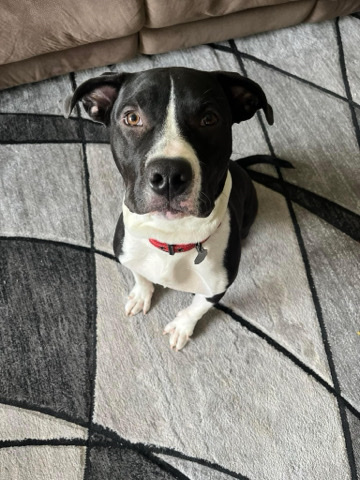 American Pit Bull Terrier – Male Pitbull