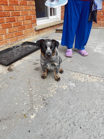 Australian Cattle Dog – puppy