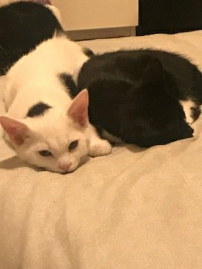 British Shorthair – 2 beautiful cats looking for their new home