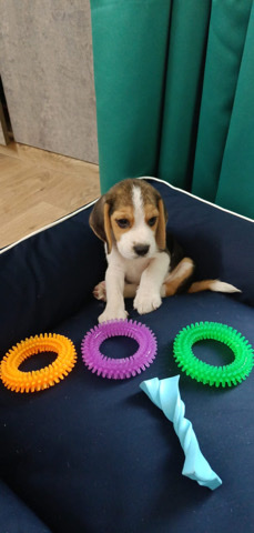 Beagle – Beagle for sale