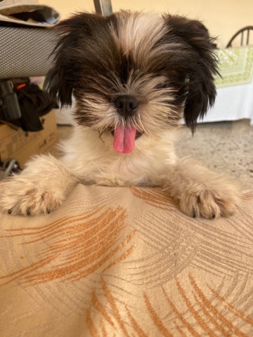 Shih Tzu – Shih tzu