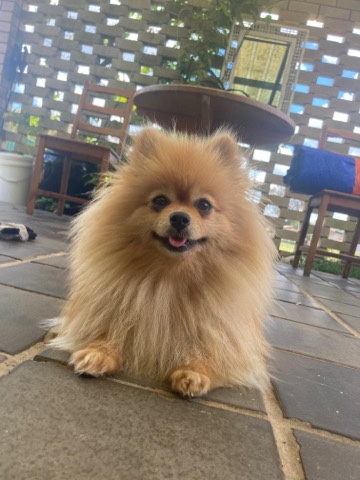 Pomeranian – Purebred Tan Pomeranian