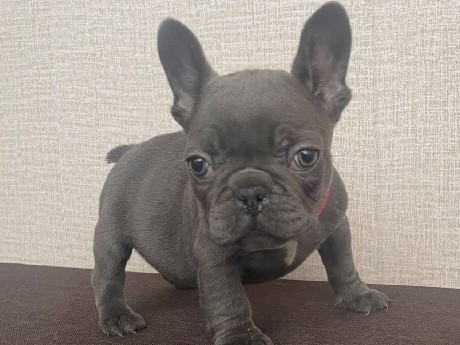 French Bulldog – Französische Bulldogge – Graz