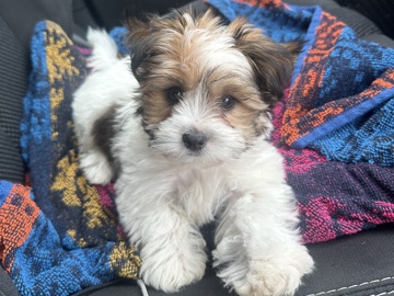 Yorkshire Terrier – Shorkie Maltese – Memphis