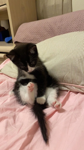 she is a cat she two months