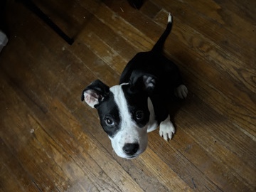 American Pit Bull Terrier – American pitbull terrier – San Antonio
