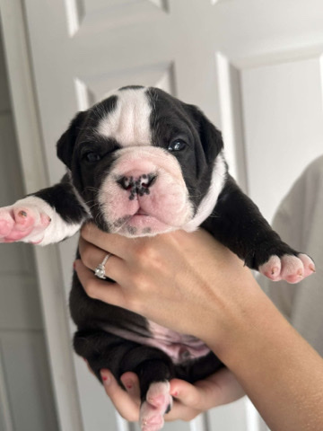 Olde English Bulldogge – old English bulldog puppies