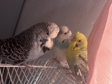 3 budgies 