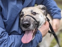Anatolian Shepherd Mix - Leo